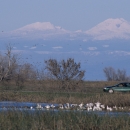 car on auto tour with mountains in background and white geese in foreground