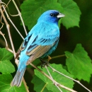 A brilliant blue Indigo Bunting perched on a grape vine