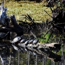 Six turtles small to large, on a log in the water.