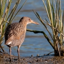 A small brown bird by the water