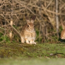 Photo shows two small rabbits in a woody habitat, one is looking towards the camera while the other passes behind.