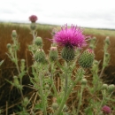 A tall flower with a pale lavender-rose head