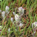 A group of purple-tinged, tubular flowers with yellow tips.