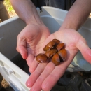 seven yellow-brown clams on the palm of a hand