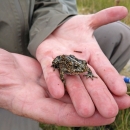 A small spotted brown and black toad in someone's hand.