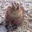 a short round cactus with long dark red spines and pink flowers.