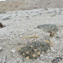 A low growing plant with yellow flowers on a hillside covered in greyish-white rock,