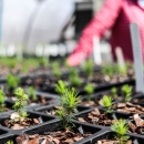 Compartmentalized trays holding soil and young trees