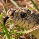 Mr. Snake, a Louisiana pinesnake that helps the U.S. Forest Service with education and outreach, smells with his tounge July 11, 2022.