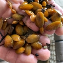 Several yellow juvenile freshwater mussels held in hands