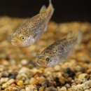 Two small, speckled brown fish