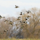 Ducks fly past trees and brush