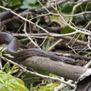 a snake with mottled brown scales moves slowly on the branch of a tree