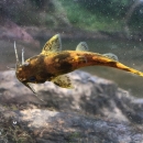 Top down view of a brown and black catfish like fish in a viewing box. 