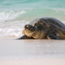 Green sea turtle, or honu, rests on the white sand of Midway Atoll, with clear waves in the background.