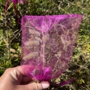 a hand holding a stem of lupine with developing seed pods. The whole stem has a pink mesh baggy tied around it.