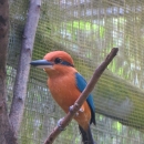 A sihek stand on a branch in a cage. It is cinnamon orange with metallic blue wings and tail. It's beak is large and black and it has a metallic blue stripe retreating from its eye like mascara.