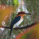 A sihek stand on a branch in a cage. It is cinnamon orange with metallic blue wings and tail. It's beak is large and black and it has a metallic blue stripe retreating from its eye like mascara.