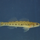 A pearl darter in water. The common name, pearl darter, is derived from iridescent patches on its gill covers resembling the coloration of a pearl. 