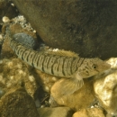 A fish with dark brown vertical stripes across its body rests on a bed of small pebbles and gravel.