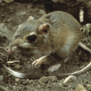 Texas kangaroo rat