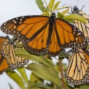 Beautiful orange and black monarch butterflies roosting on salt bush at the St. Marks NWR. One male and several females.