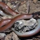 An adult rim rock crowned snake is curled around limestone rocks and dirt on the ground in Miami, Florida. Its head is brownish black with a red-brown back and tan belly.