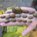 various sized mussel shells on biologist’s hand above water. 