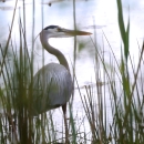 Through tall grass, a great blue heron stands beside the water, looking around and listening for the photographer who is taking his picture. 