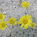 Yellow daisy-like flower