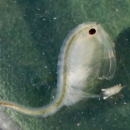 a conservancy fairy shrimp in a collection cup