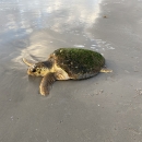 A stranded loggerhead sea turtle on a Texas beach