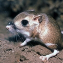 a kangaroo rat on dirt