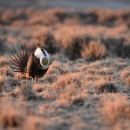 A brown and white game bird fans its tail feathers and dances.