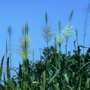 Close-up photo of wild rice growing at Waccamaw National Wildlife Refuge