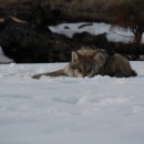 A Mexican wolf laying in the snow