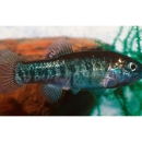 Small striped fish in water