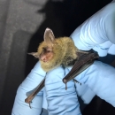 Small bat with long ears held by two hands wearing blue gloves