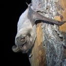 A Florida bonneted bat rests on a tree trunk.