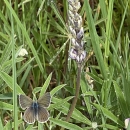 Fender's blue butterfly resting on a blooming lupine plant