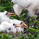 A parent wood stork, on the right, cares for three young nestlings, two to three weeks old.