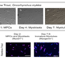 RBT MPC Myoblasts and Myotubes