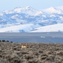 pronghorn in a field of sagebrush against a snowy mountain backdrop