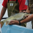 Large fish being held in two hands