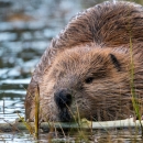 A beaver chews on a stick while sitting in a pond