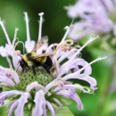 A black and yellow bee on a pink flower with spiky extensions