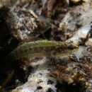 An Okaloosa darter hovers in clear stream water. 