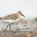 Image of shorebird