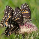 A black butterfly with iridescent blue perches on a spray of purple, pom-pom-shaped flowers