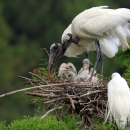 Wood stork with chicks on nest